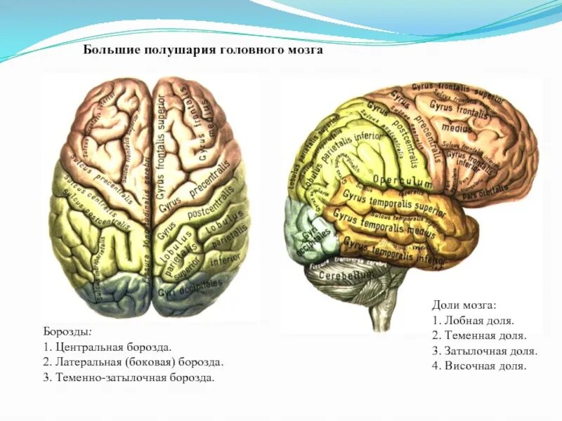 Какое полушарие головного мозга. Большие полушария головного мозга доли. Строение полушарий головного мозга доли борозды извилины. Большие полушария мозга вид сбоку. Полушария большого мозга доли борозды.