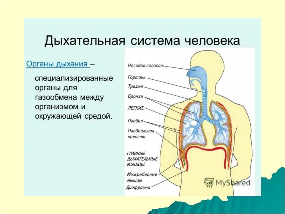 Дыхательная система органы системы их строение