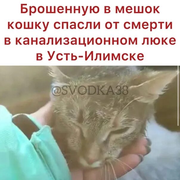 Спасти мир спасти кошку wuthering waves. Кальчаро wuthering waves. Спасти мир спасти кошку wuthering waves. Спасти мир спасти кошку wuthering waves. Спасти мир спасти кошку wuthering waves.