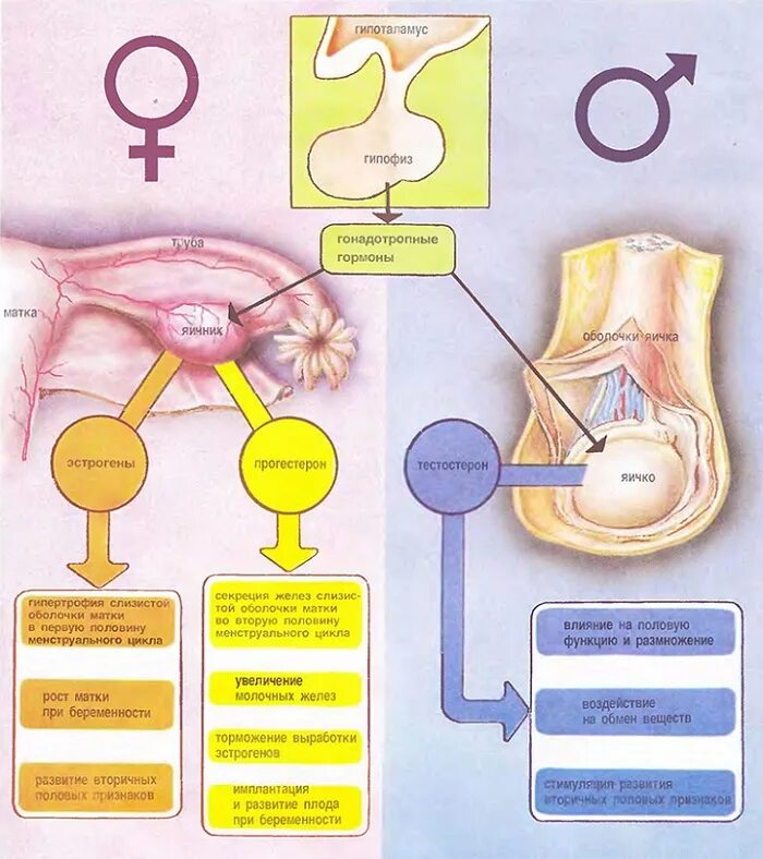Гонады и половые гормоны. Половые железы гонады. Железа половая мужская гормоны. Гормоны половых желез яичников. Гормоны женских органов