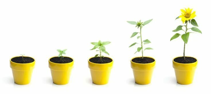 Как выглядит рост растений Specialisation Development and Adaptation WUR