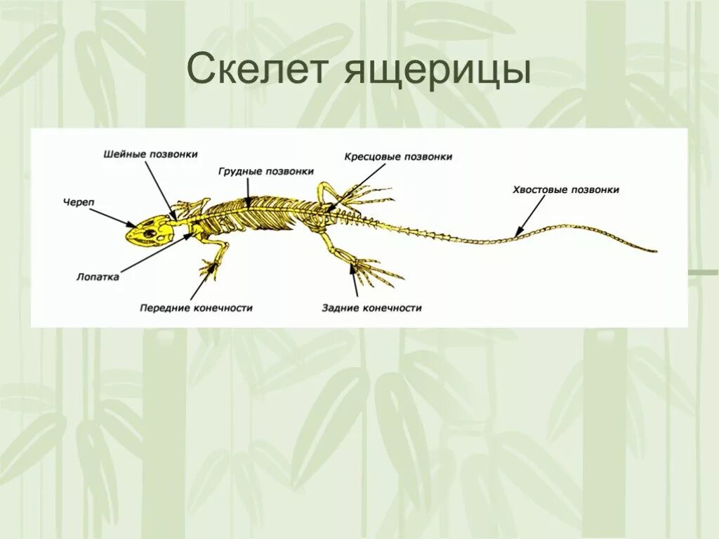 Скелет рептилии биология 7 класс. Скелет пресмыкающихся 7 класс биология. Строение скелета пресмыкающихся. Осевой скелет пресмыкающихся.