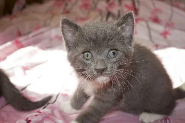 анизокория кошек анизокория у кошек. у кота зрачки разного размера. разный размер глаз у котенка. котики с разными глазами. разные зрачки у кошки.