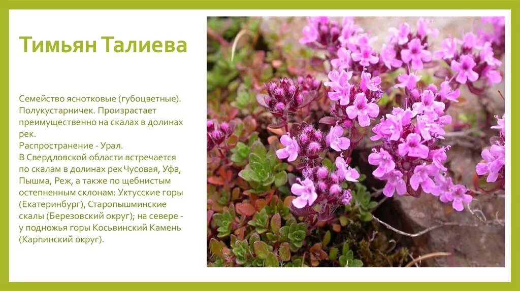 тимьян меловой – thymus cretaceus. чабрец на узбекском языке перевод. чабрец клоповый. чабрец клоповый— thymus cimicinus. чабрец книга.
