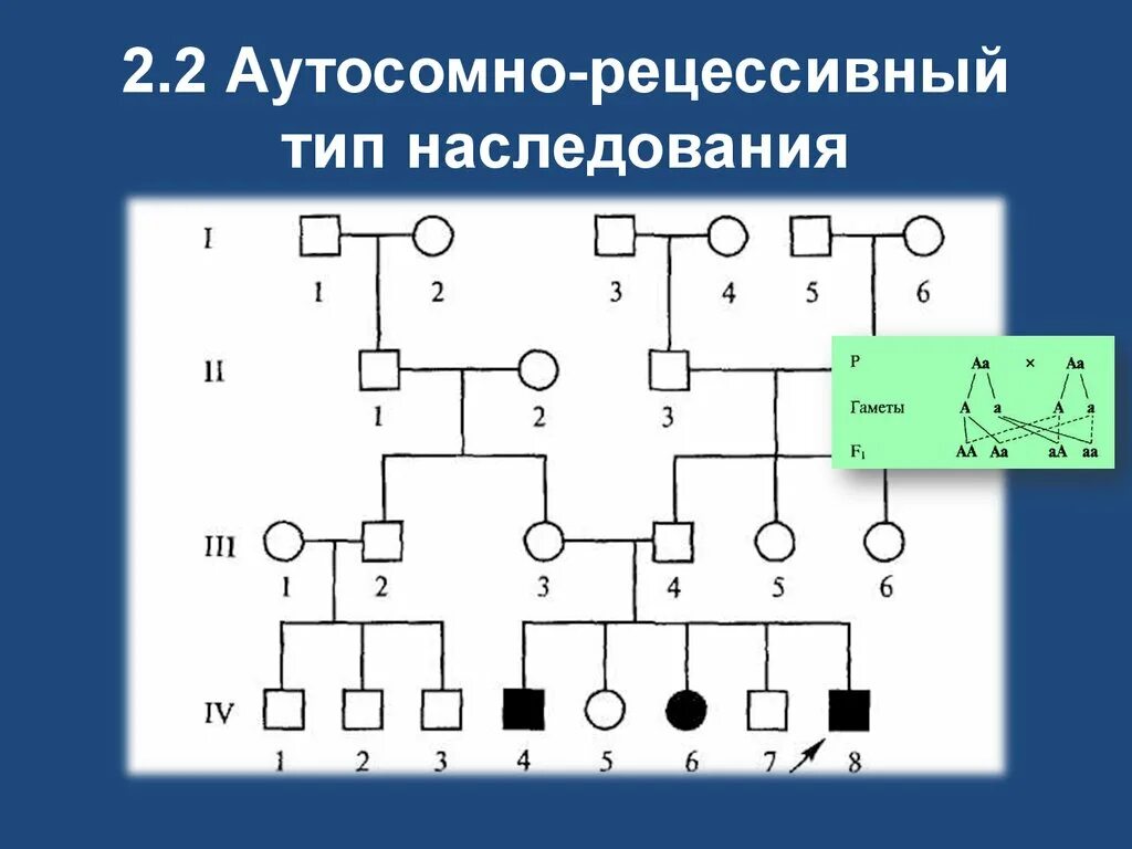 Рецессивно доминантный тип наследования. Аутосомно-рецессивный Тип родословная. Схема родословной аутосомно-рецессивный Тип наследования. Родословная генетика аутосомно рецессивный. 2. Аутосомно-рецессивный Тип наследования.