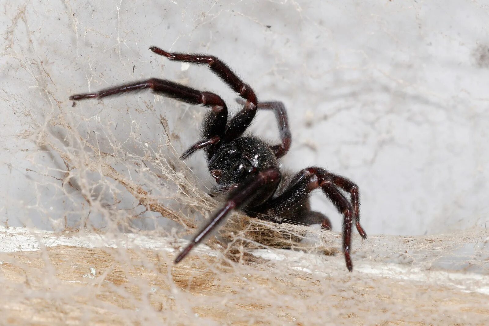 Паук сбежал. Паук Badumna insignis. Блэк Хаус Спайдер. Black House Spider (Badumna insignis. Черный воронковый паук домашний.