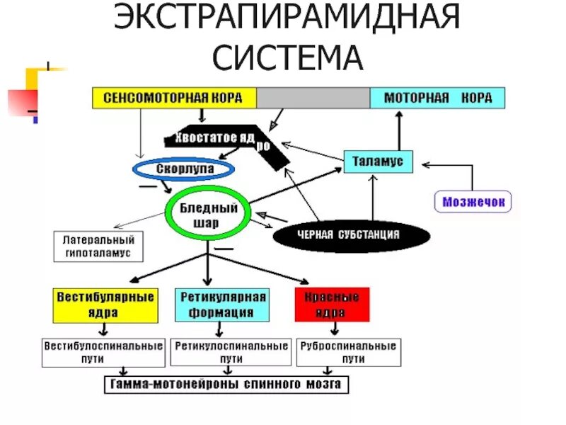 Прямой путь значение. Схема строения экстрапирамидной системы. схема функциональной организации экстрапирамидной системы. экстрапирамидный путь неврология схема. стриопаллидарная система схема.