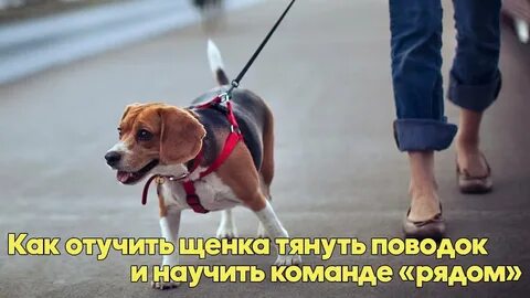 Как отучить собаку писать в неположенном