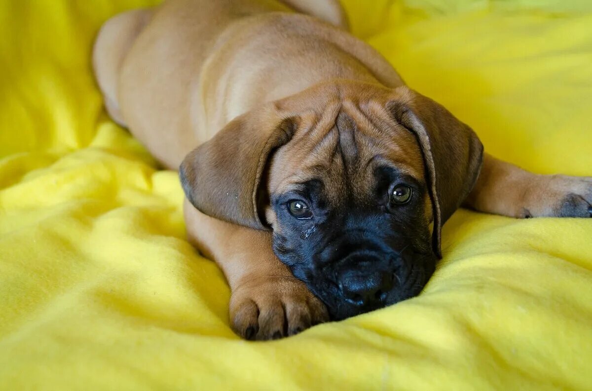 Boerboel puppy in 2025 Boerboel, Bull mastiff dogs, Mastiffs
