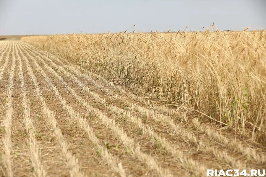 Волгоградская область урожайность