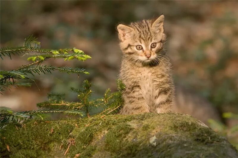лесная кошка Котята, Самые милые животные, Камышовый кот