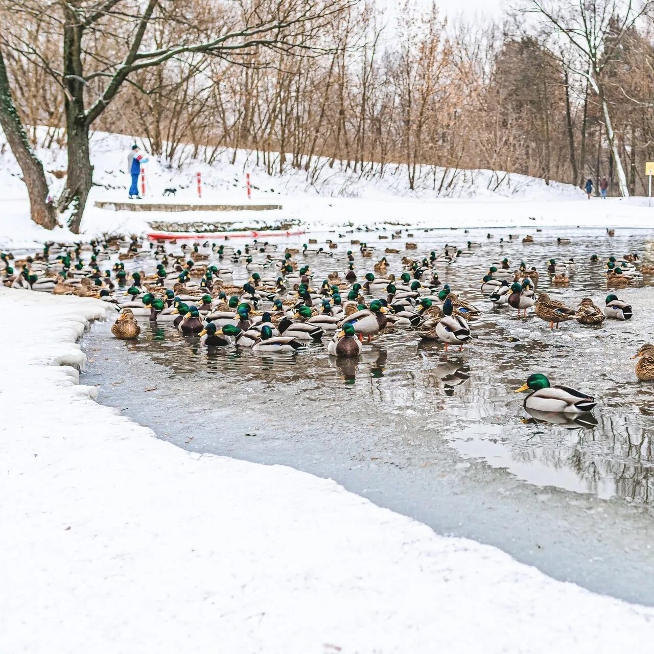 Утки зимой в городе. Огари в царицыно зимой. Парк утиное озеро дзержинск зимой. Измайловский парк кряквы. Парк динамо воронеж утки.