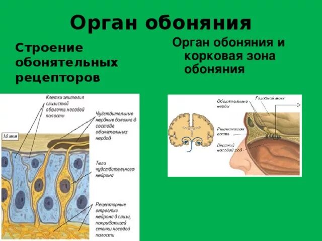 Орган обоняния. Строение органа обоняния. Обонятельный анализатор строение. Орган обоняния анатомия строение. Орган обоняния строение обонятельных рецепторов.