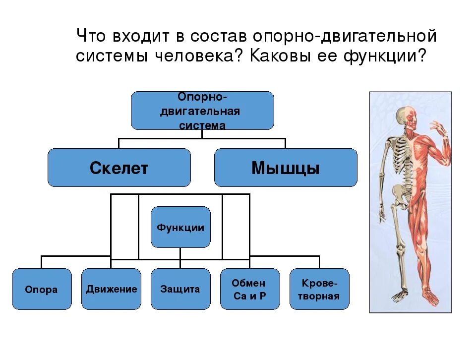 Опорно двигательная система какие функции. Опорно двигательный аппарат строение скелета. Кластер по опорно-двигательной системе. Схема функции опорно двигательной системы. Опорно-двигательная система человека старение.