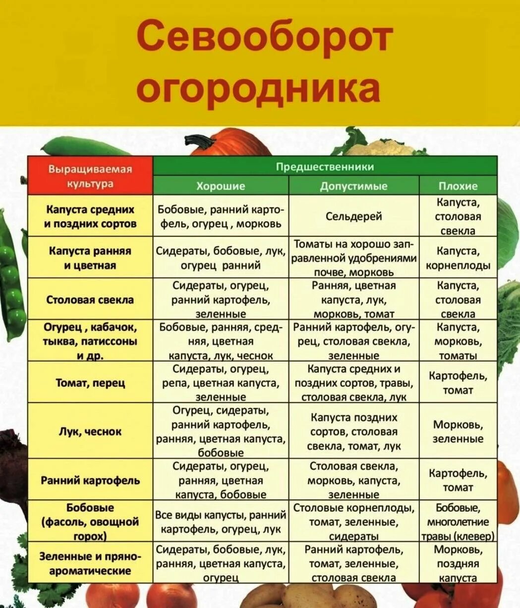 Таблица севооборота овощных культур. Севооборот овощей в огороде на грядках. Севооборот овощей в огороде таблица. Таблица севооборота овощных на грядках.