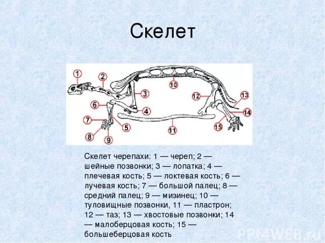 Какое значение имеет скелет для черепахи. Скелет черепахи схема с подписями. скелет черепахи. осевой скелет черепахи. скелет черепахи строение.