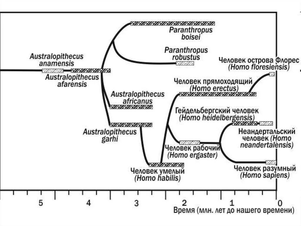 Верная последовательность антропогенеза. Стадии антропогенеза. Временная шкала антропогенеза. Этапы эволюции человека таблица. Этапы антропогенеза.