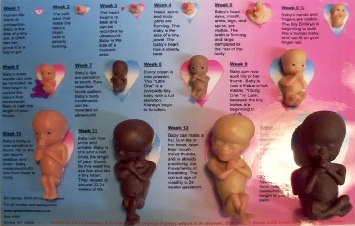 Аборт на шестом месяце. 5-6 Недель беременности аборт. Эмбрион 5-6 недель аборт. Прерывание на 6 неделе