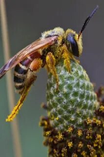 Bees light