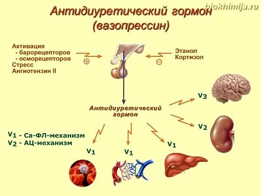 Антидиуретический гормон гипофиза. Антидиуретический гормон. Система антидиуретического гормона. АДГ гормон. Антидиуретический гормон функции.