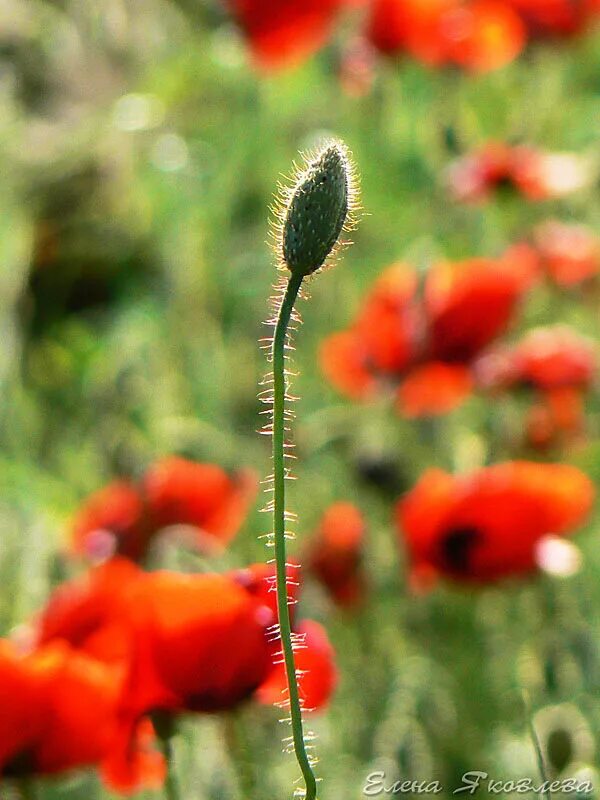 10 про мак. Мак поппи. Мака володин. Мак цветок. Маскинг про мак.