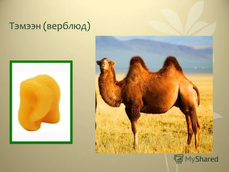 Пять священных животных у бурят. Табан хушуун мал. Табан хушуун мал рисунки. Пять домашних животных у бурят. Улан-удэ памятники животным.