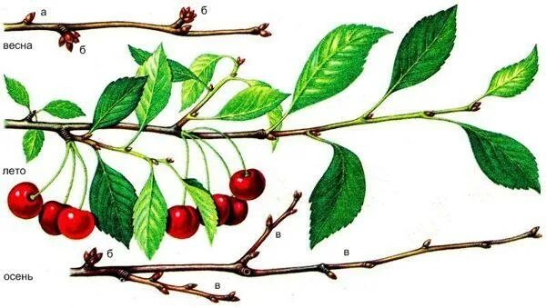 Плод вишни костянка. Строение плода вишни. Внешнее строение вишни. Вишня части растения. Строение плода вишни.