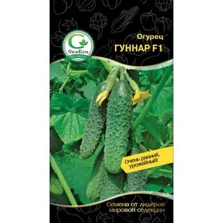 Огурец гуннар f1 описание отзывы