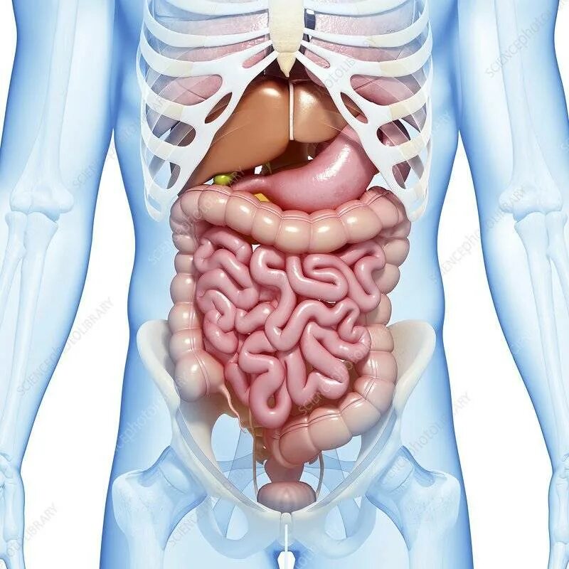 С какой стороны находится печень у мужчин. Анатомия брюшной полости человека. Расположение кишечника. Внутренние органы человека кишечник.