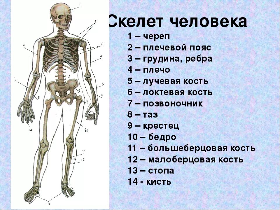 Выберите особенности строения скелета изображенного на рисунке. Опорно двигательная система скелет человека анатомия. Опорно двигательный аппарат строение кости. Скелет опорно двигательная система скелет. Кости скелета человека 8 класс биология.