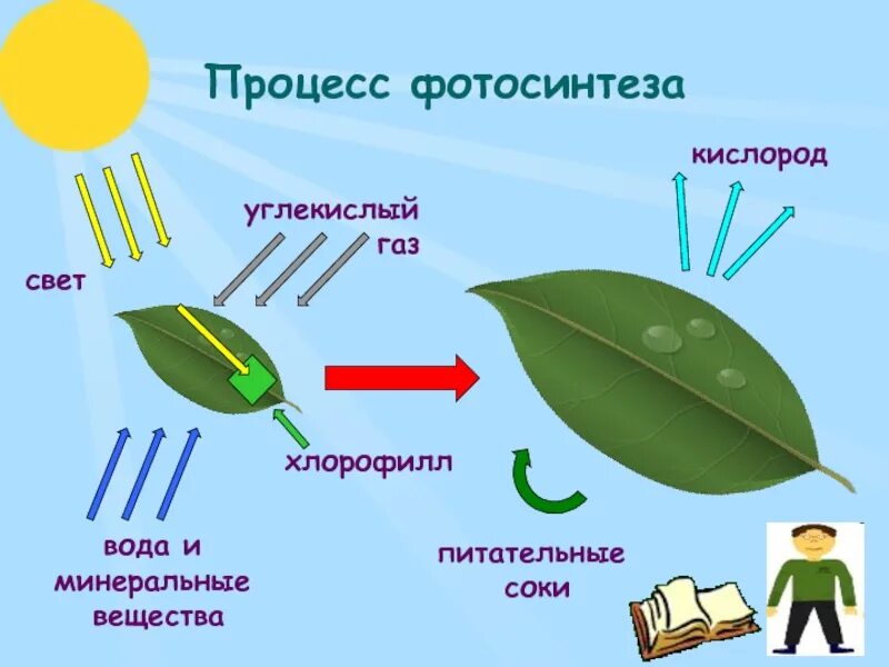 Кислород выделяют листья кислород поглощают