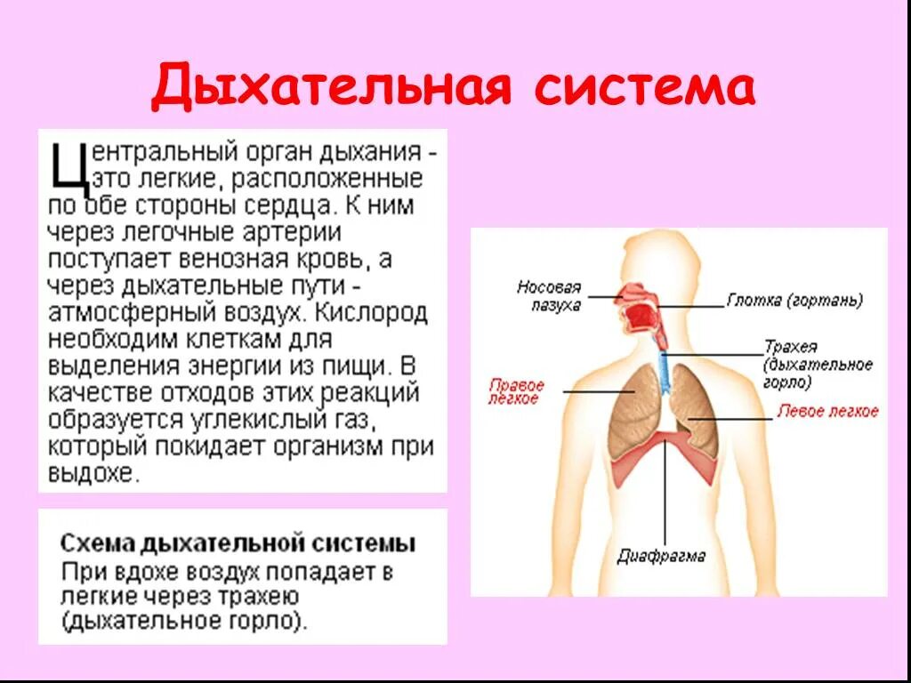 Дыхательная система человека 3 класс. Система органов дыхания человека 3 класс окружающий мир. Дыхательная система 3 класс выдох. Сообщение на тему дыхательная система человека 3 класс.