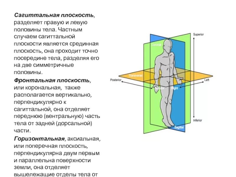 Оси и плоскости в анатомии. Саггмтальная плоскость. Плоскости тела человека анатомия. Фронтальная сагиттальная и вертикальная оси.