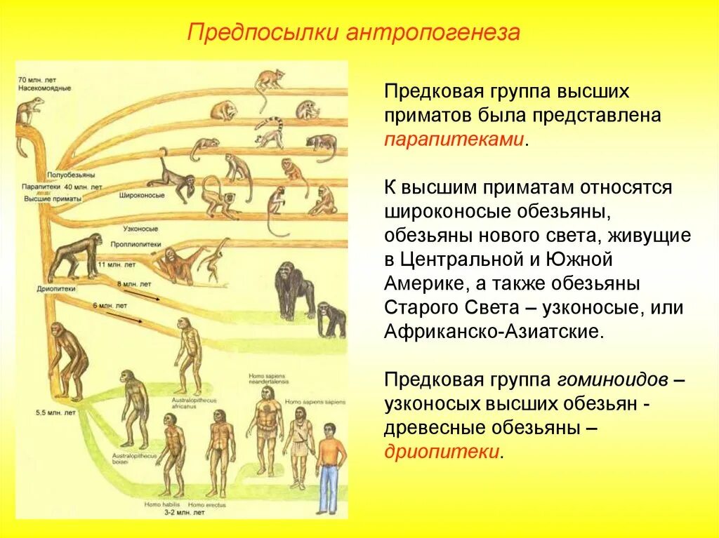 Относится ли человек к приматам. Приматы примеры животных. К высшим приматам относятся:. Группа приматов. К подотряду высшие приматы относят.