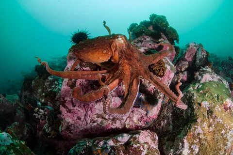 Осьминог в море