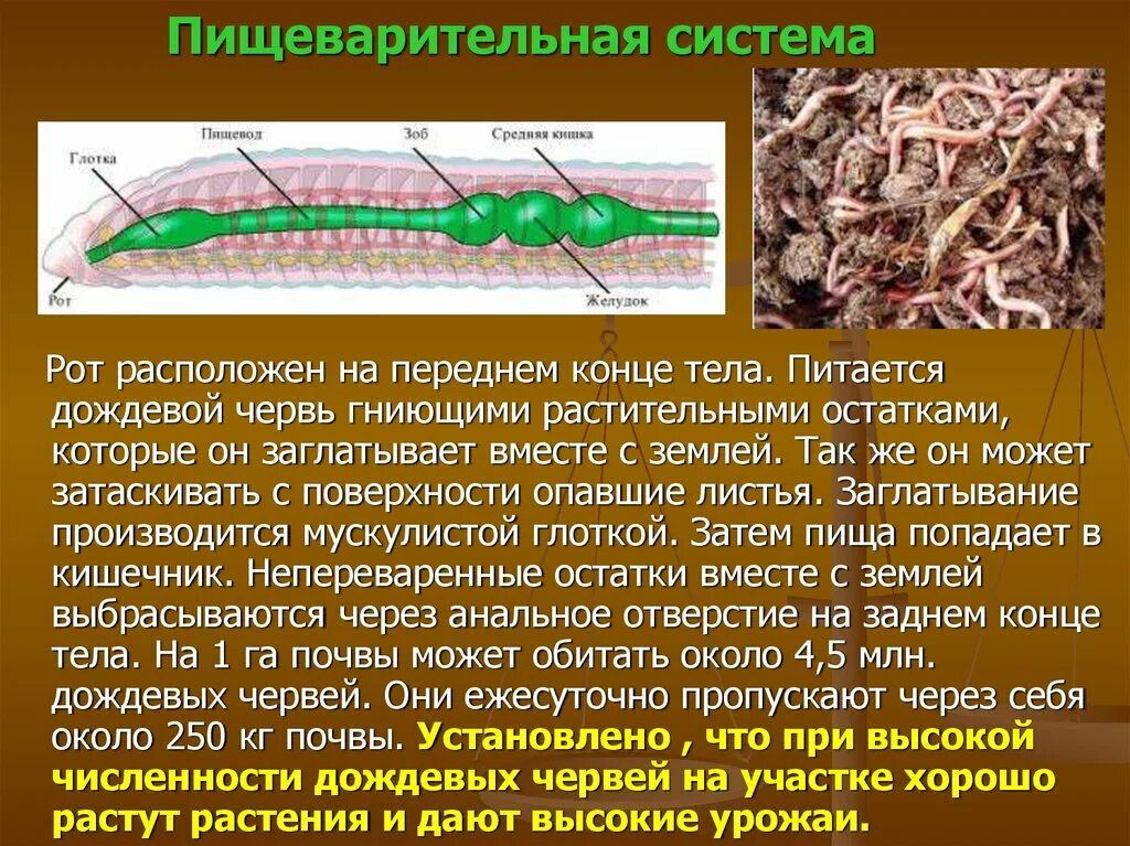 Дождевой червь относится к группе. Дождевые черви относятся к группе. Питание дождевых червей.