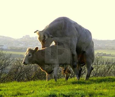 Cattle mating 