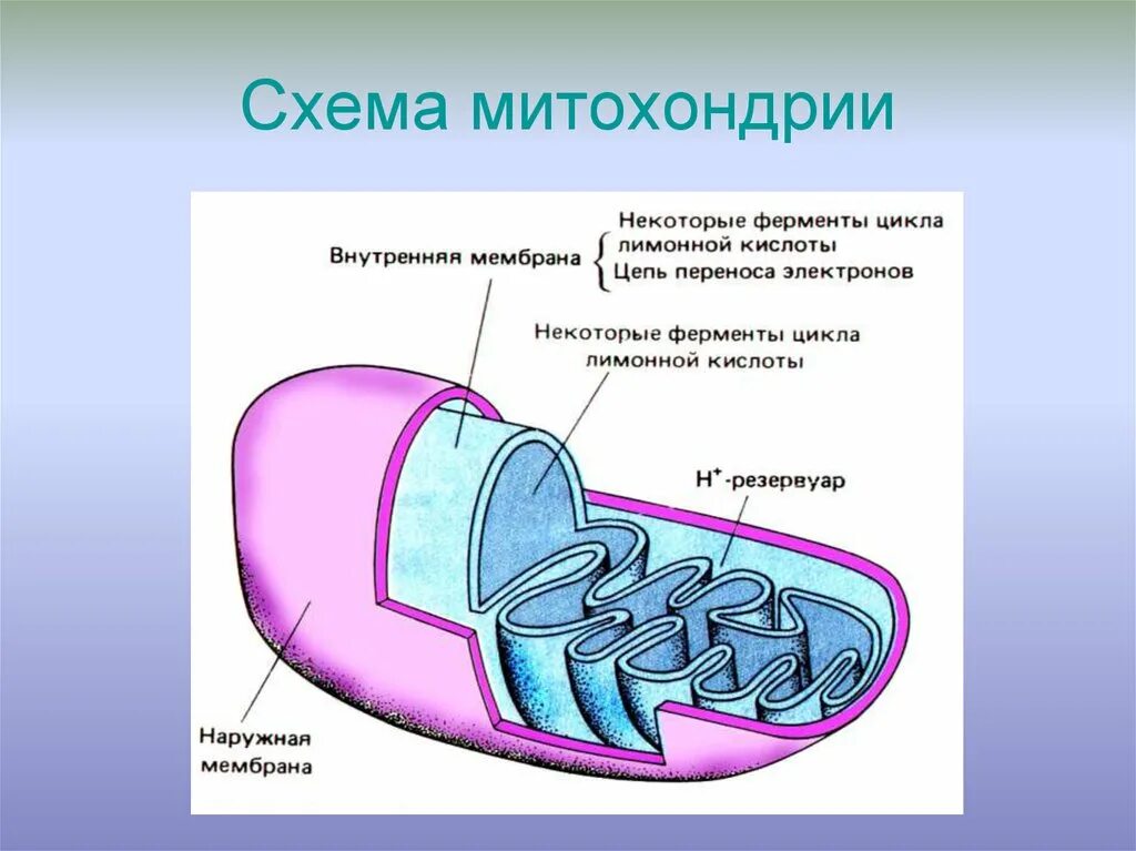 Строение митохондрии. Схема строения митохондрии рисунок. Схема митохондрии клетки. Строение митохондрии рисунок. Строение митохондрии ЕГЭ биология.