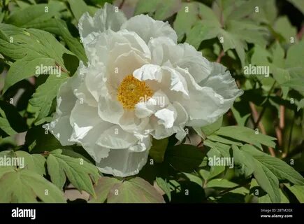 Macro of a white flower of a japanese or tree peony, Paeonia suffruticosa o...