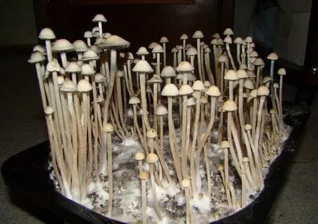 Collecting mushrooms