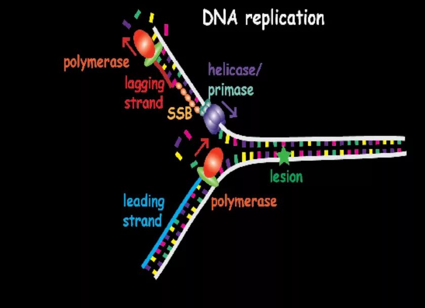 4 репликация днк. Dna replication process. репликации днк 3д визуализация. репликация днк теремов. replication игра.