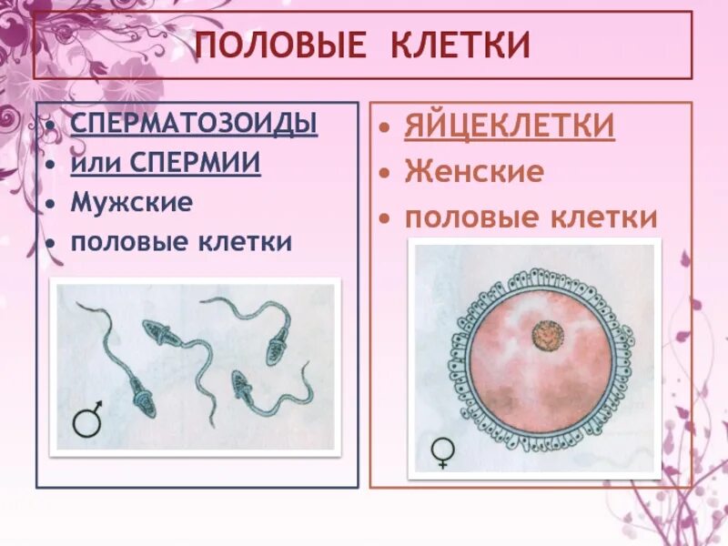 Мужская гамета. Половые клетки. Мужские и женские половые клетки. Мужские половые клетки. Половые клетки животных и растений.