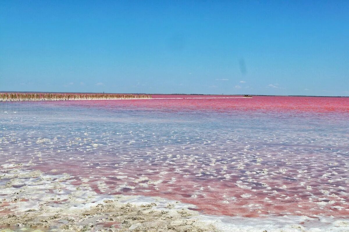 Розовый водоем в крыму. Кояшское озеро озёра Крыма. Озеро Сасык Крым. Розовое озеро в Крыму Сасык Сиваш. Оленевка розовое озеро.