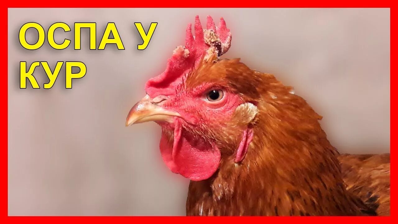 Курица хрипит при дыхании чем лечить. Курица хрипит при дыхании чем лечить