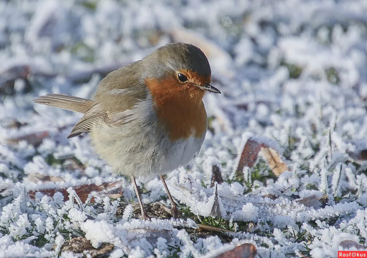 птицы выводят птенцов зимой. гнездо клеста. какая птица высиживает яйца зимой. эта птица выводит даже зимой. клесты выводят птенцов в зимние холода.