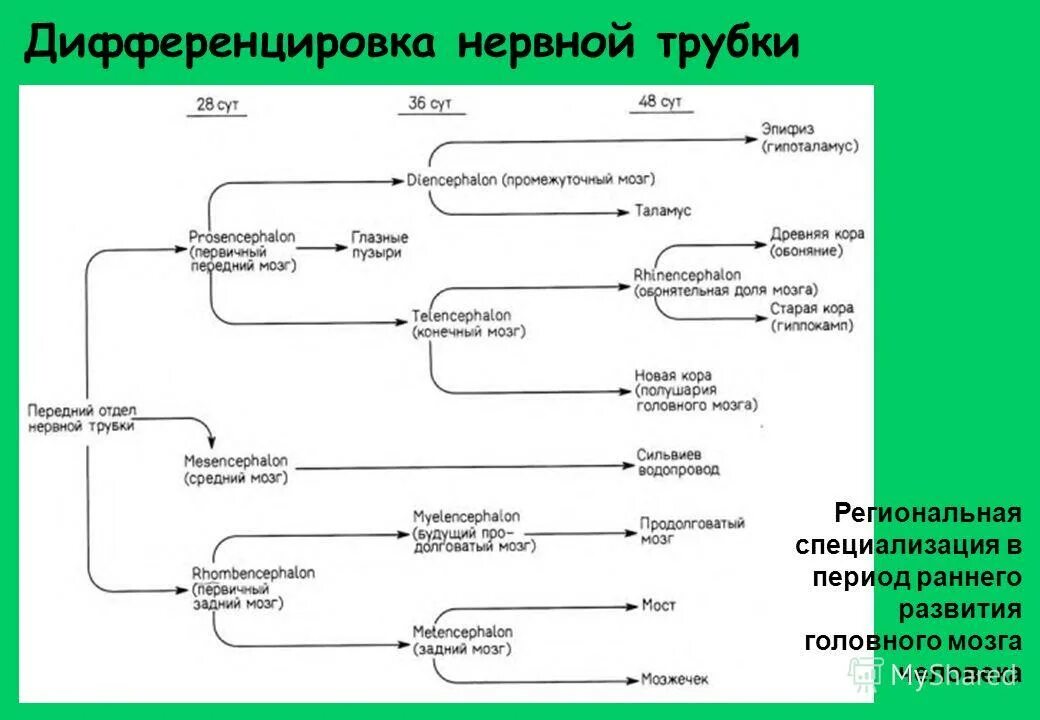 Дифференцировка нейронов. Филогенез нервной системы животных. Дифференцировка нейронов схема. Пути миграции нейронов в нервной трубке. Дифференцировка элементов нервной трубки.