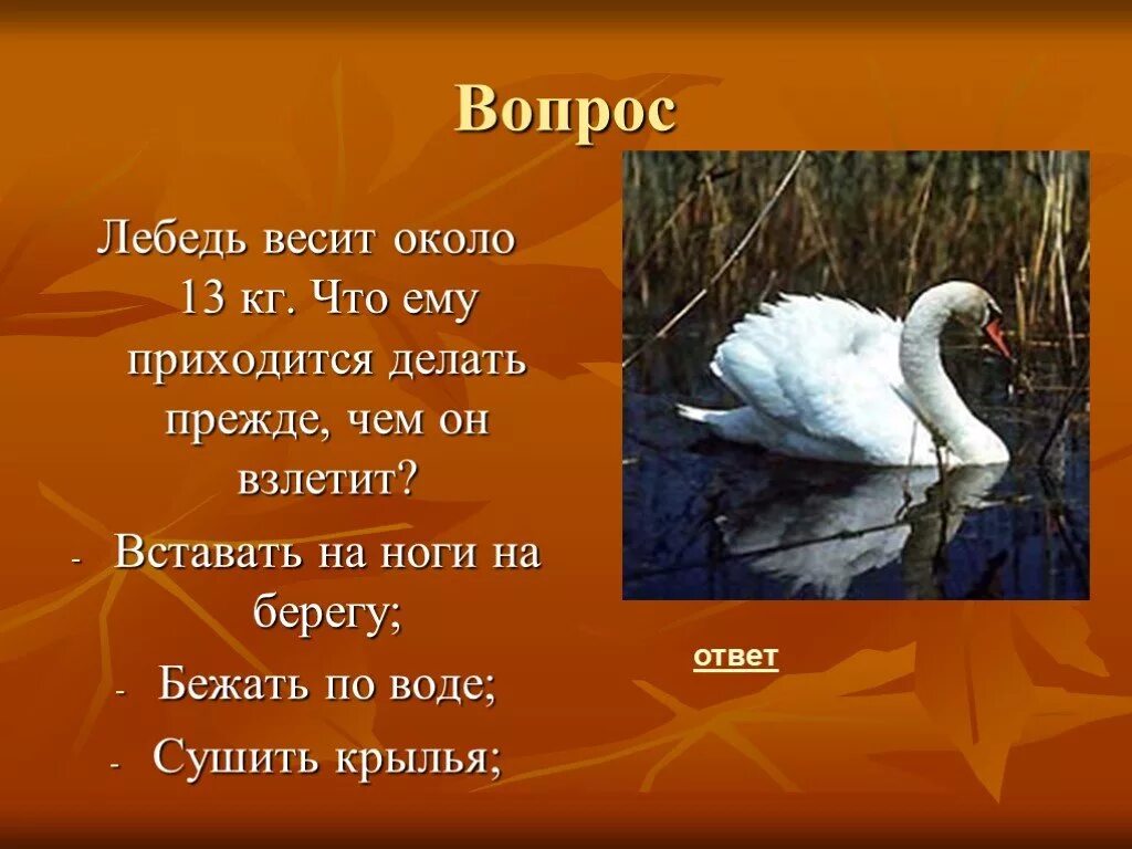 Лебедь количество звуков. Вопросы про лебедя. Вес лебедя. Ответ на вопрос и Лебедушка. Сколько весит лебедь.