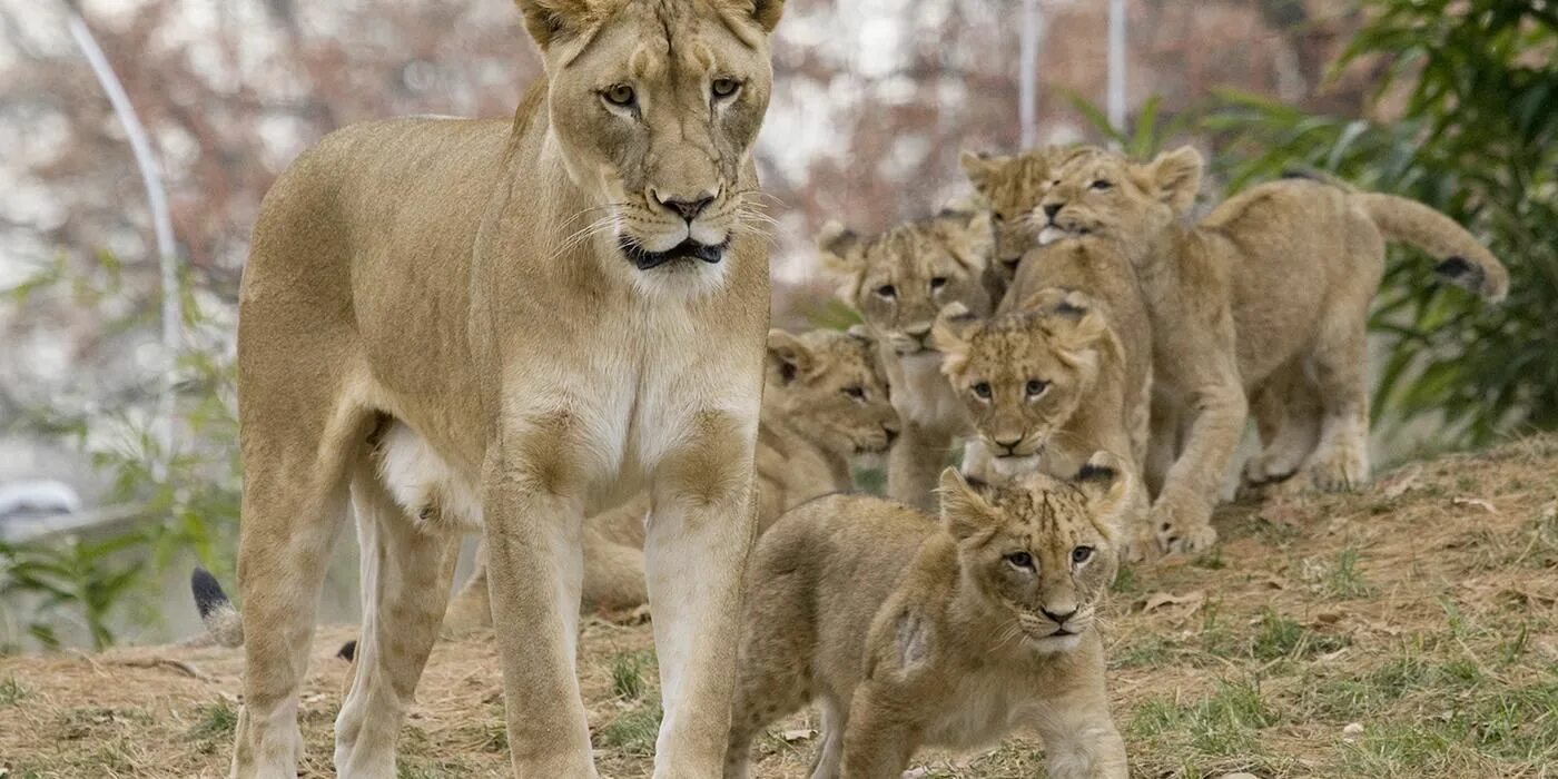 Где обитают львы. Где жили львы. Парк львов тайган в крыму. Где жили львы. Юар дикая саванна.