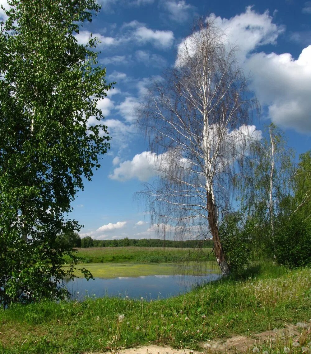 Русская береза весной. Река Березка Тверская область. Пушгоры береза. Береза повислая над рекой. Российские просторы Березовая роща.