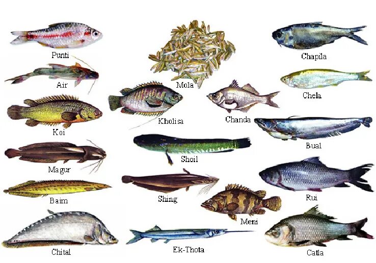 Fish name. Чем отличаются речные рыбы от морских. Отличие морских рыб от пресноводных. Fish list. Kinds of Fish.